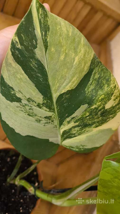 Monstera deliciosa Aurea, visas augalas - nuotraukos Nr. 2