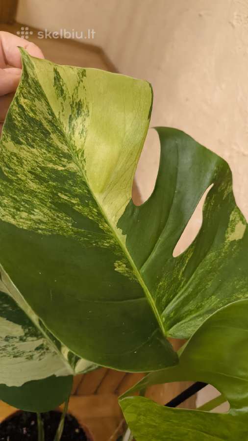 Monstera deliciosa Aurea, visas augalas - nuotraukos Nr. 3