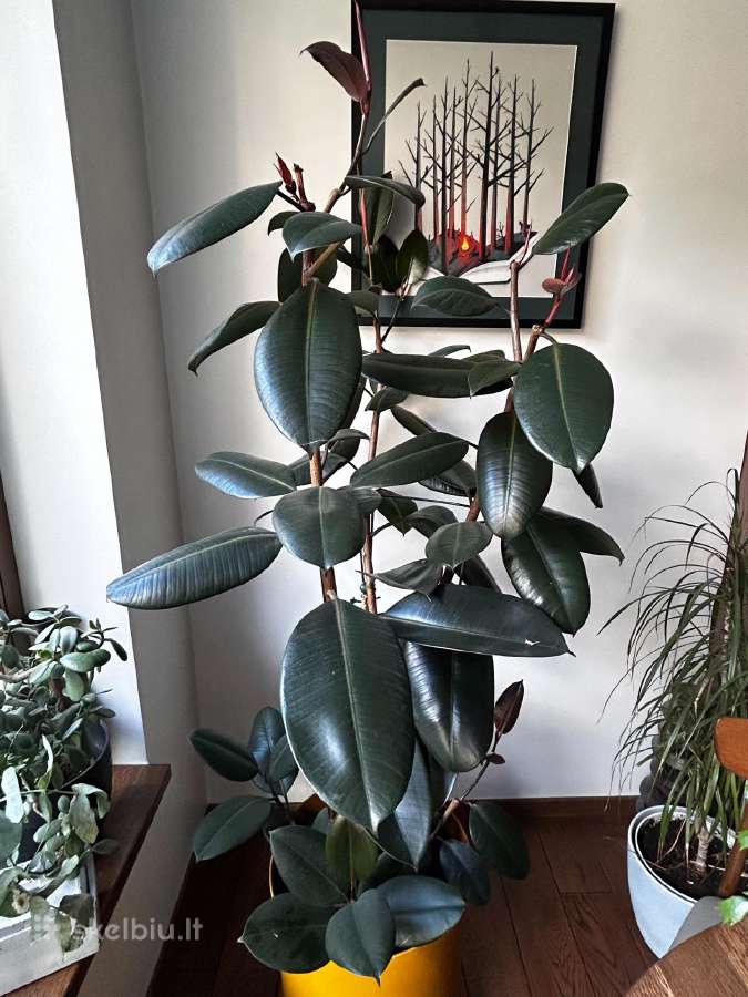 Stambialapis fikusas - nuotraukos Nr. 2