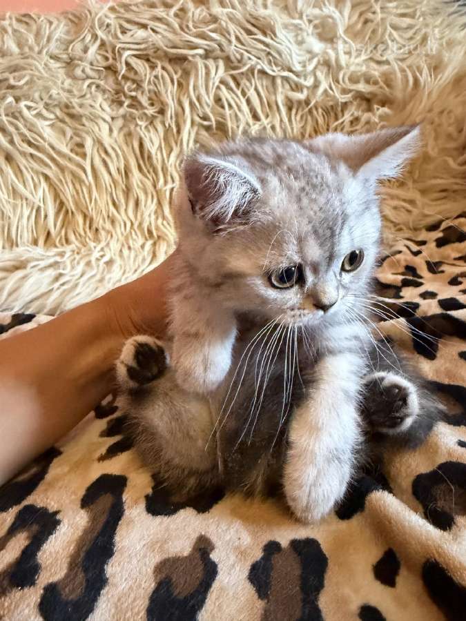 Skotu staciaauses katytes! - nuotraukos Nr. 4