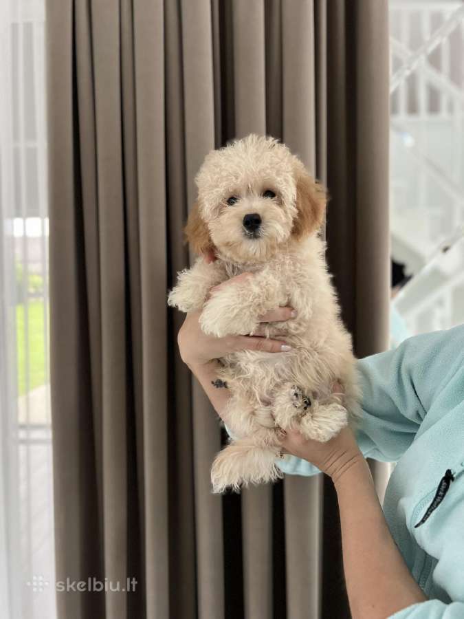 Maltipoo - nuotraukos Nr. 2