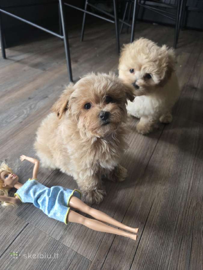 Maltipoo - nuotraukos Nr. 19