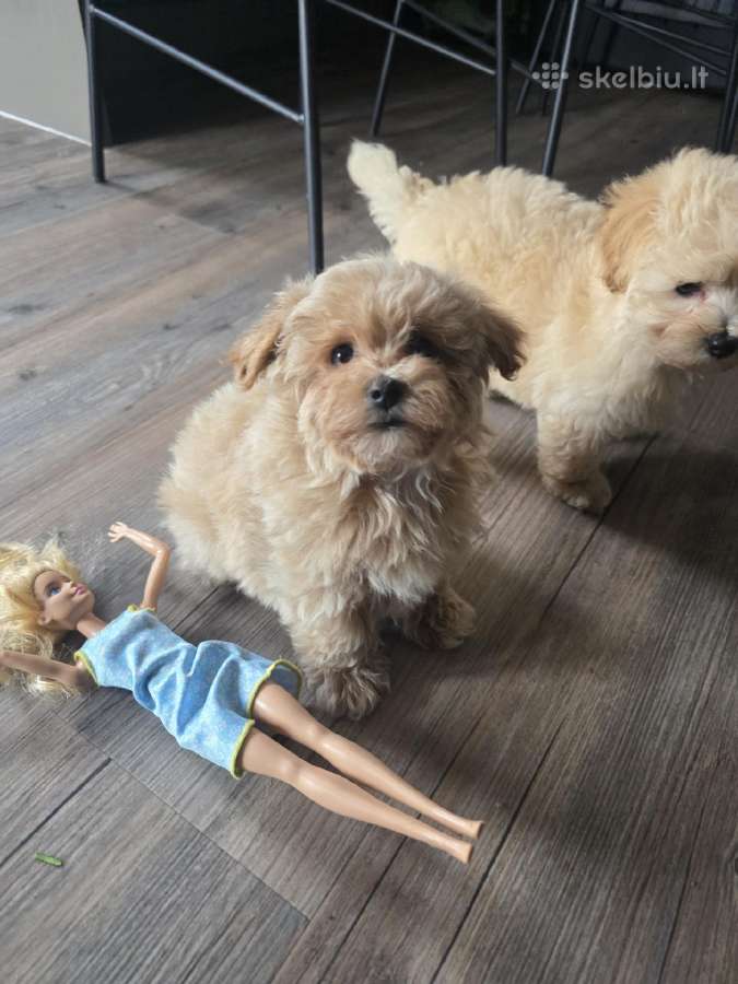 Maltipoo - nuotraukos Nr. 20