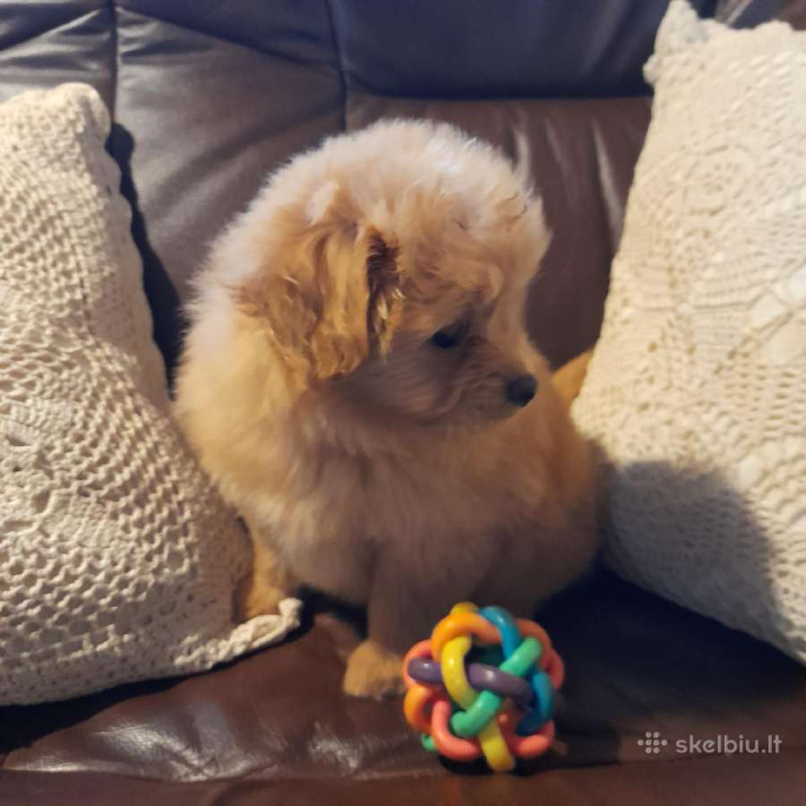 Pomapoo Mergytės - nuotraukos Nr. 6