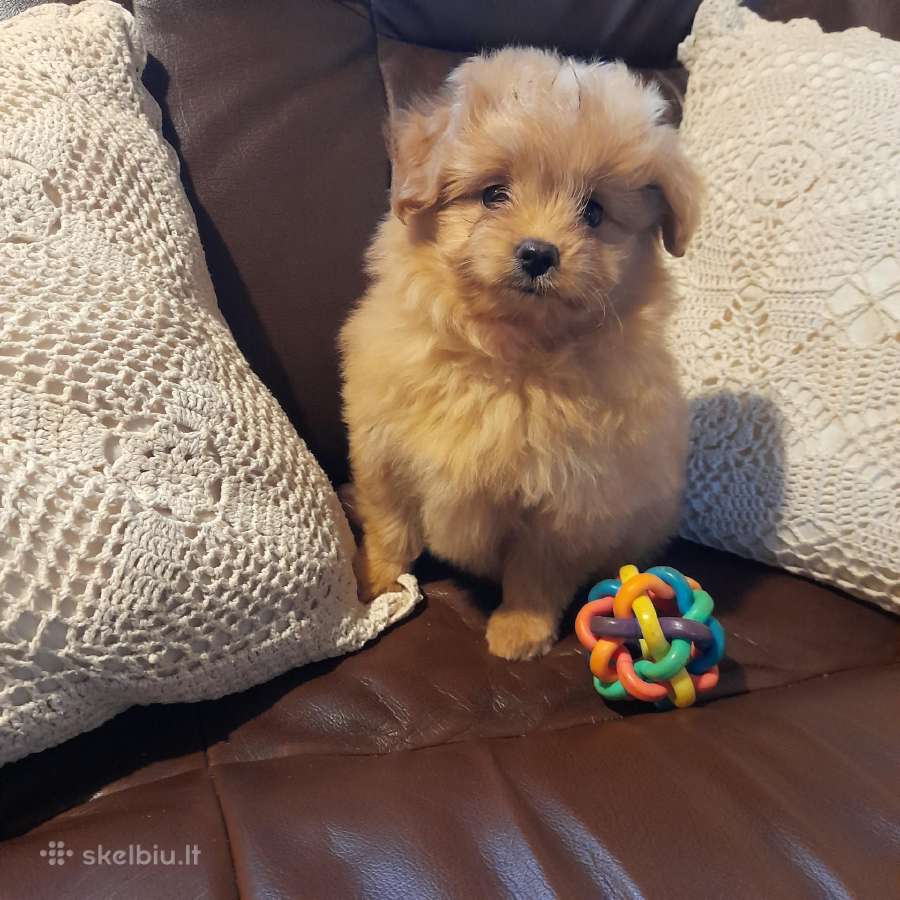 Pomapoo Mergytės - nuotraukos Nr. 5