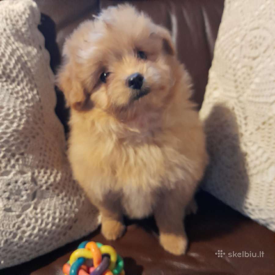 Pomapoo Mergytės - nuotraukos Nr. 7