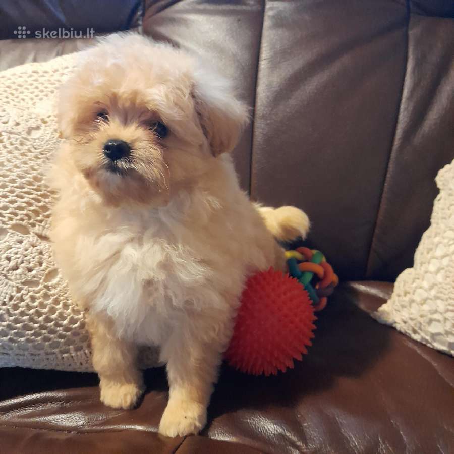 Pomapoo Mergytės - nuotraukos Nr. 8