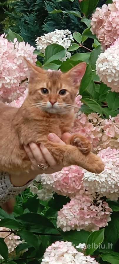 Somali cat - nuotraukos Nr. 2