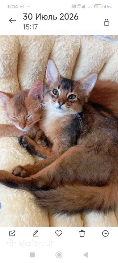 Somali cat - nuotraukos Nr. 3