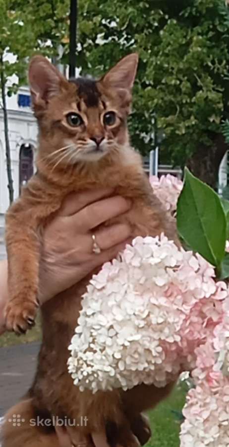 Somali cat - nuotraukos Nr. 4