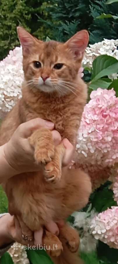 Somali cat - nuotraukos Nr. 5