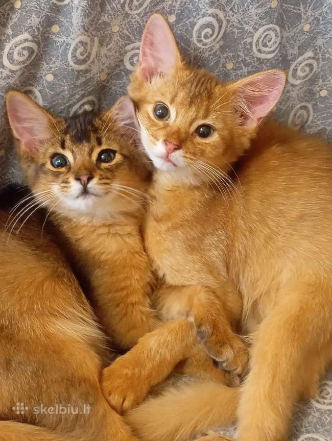 Somali cat - nuotraukos Nr. 6