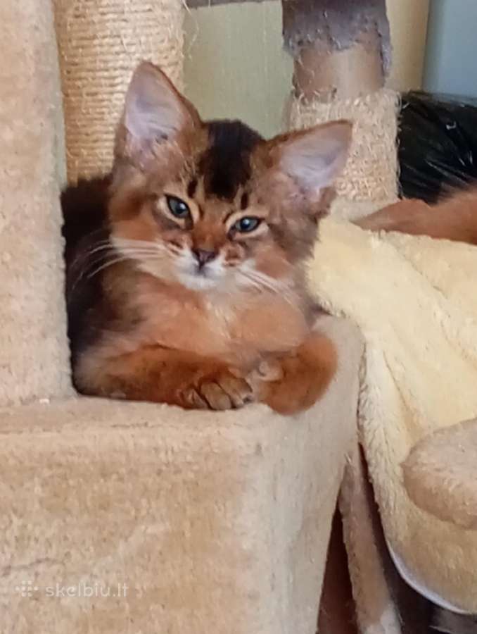 Somali cat - nuotraukos Nr. 7