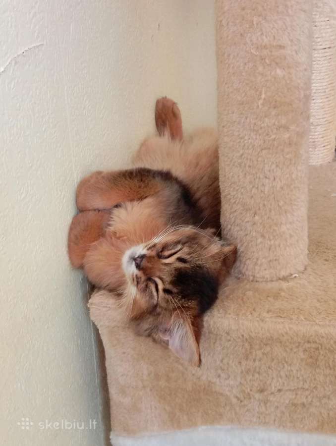 Somali cat - nuotraukos Nr. 8