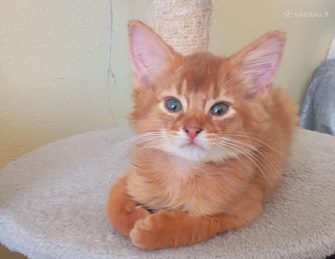 Somali cat - nuotraukos Nr. 9