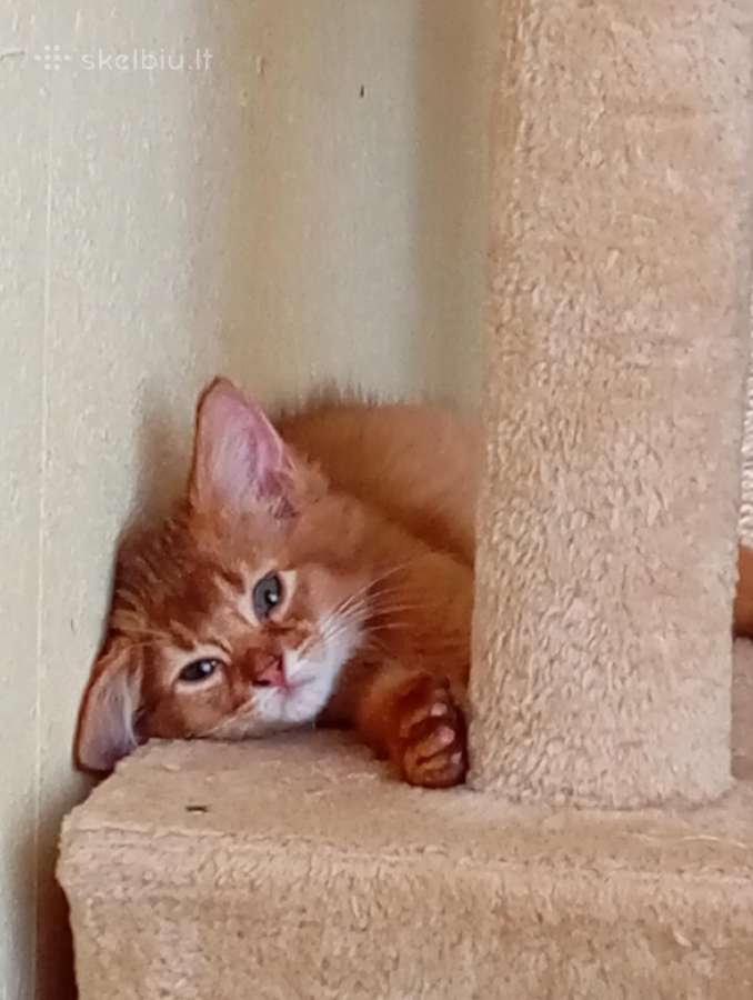 Somali cat - nuotraukos Nr. 10