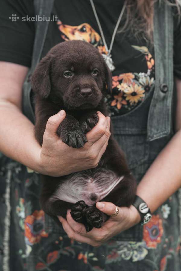 Labradoro Retriveriai Šokoladinės spalvos - nuotraukos Nr. 4