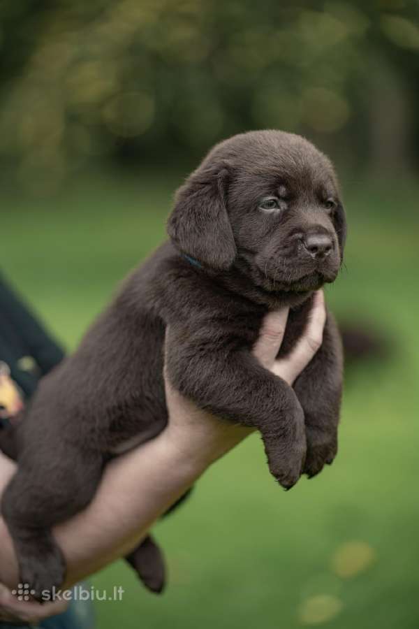 Labradoro Retriveriai Šokoladinės spalvos - nuotraukos Nr. 5