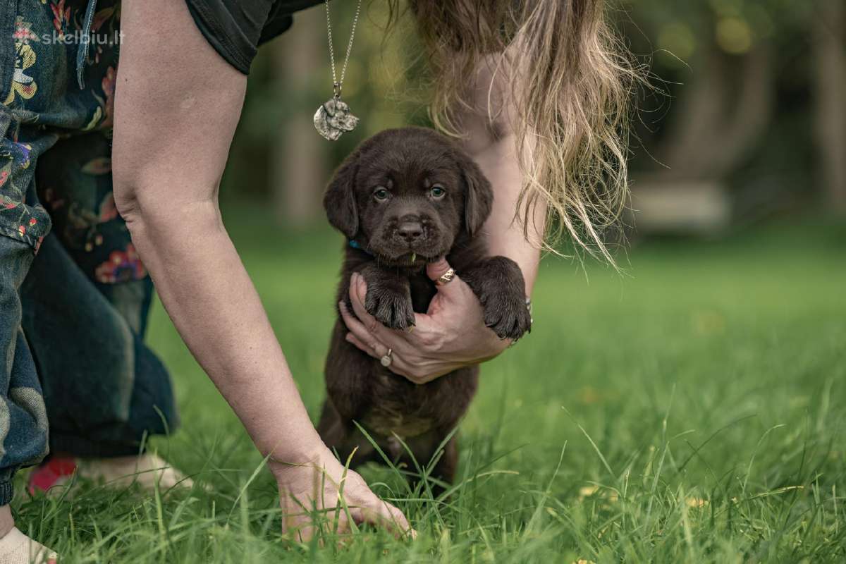 Labradoro Retriveriai Šokoladinės spalvos - nuotraukos Nr. 6