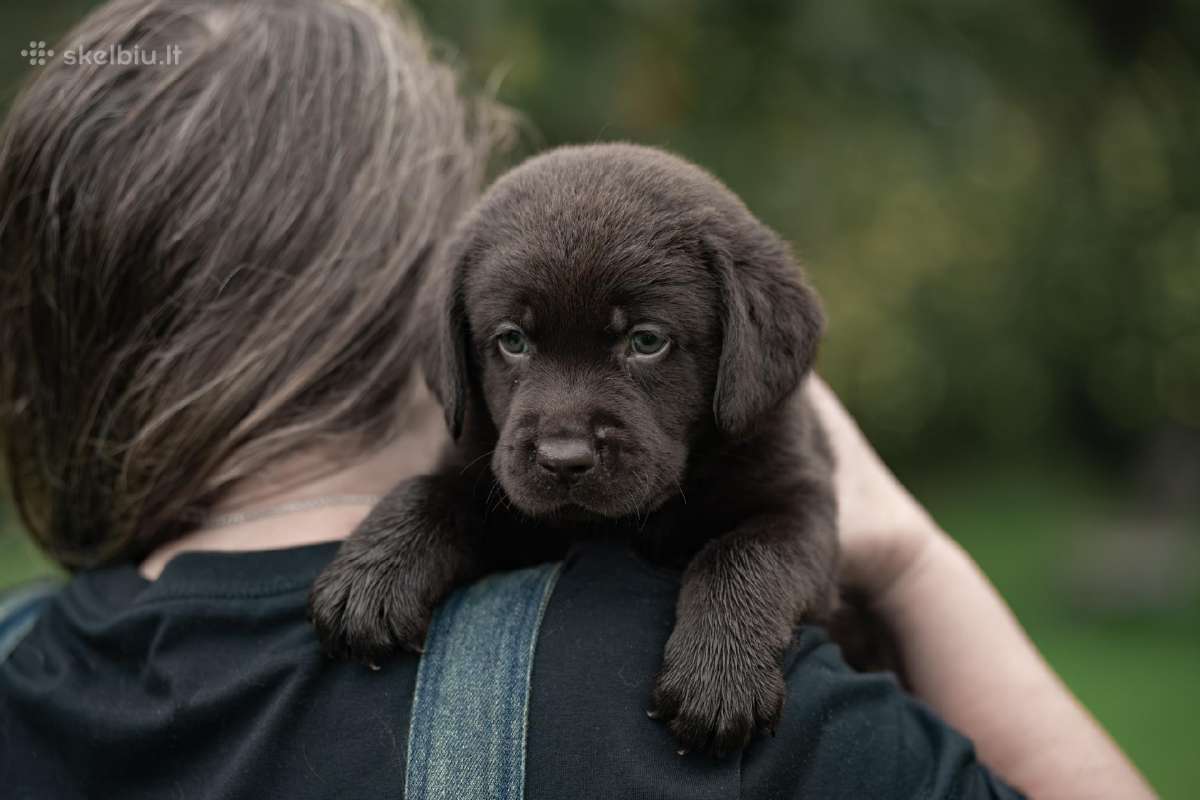 Labradoro Retriveriai Šokoladinės spalvos - nuotraukos Nr. 7