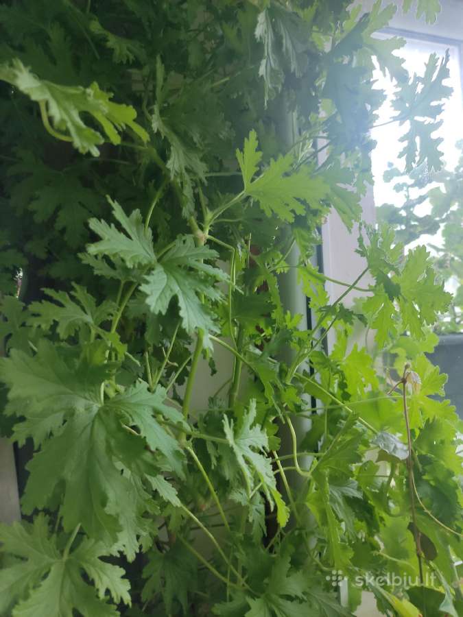 Jeronimas Parduodu Gėlės Karpinius,1 € šakelė - nuotraukos Nr. 2