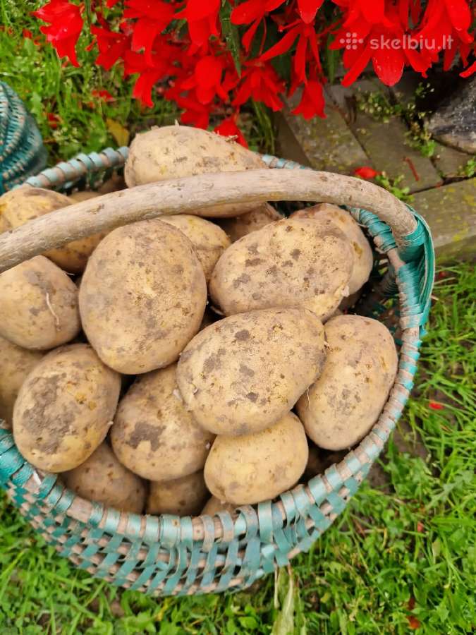 Parduodamos maistinės bulvės - nuotraukos Nr. 2