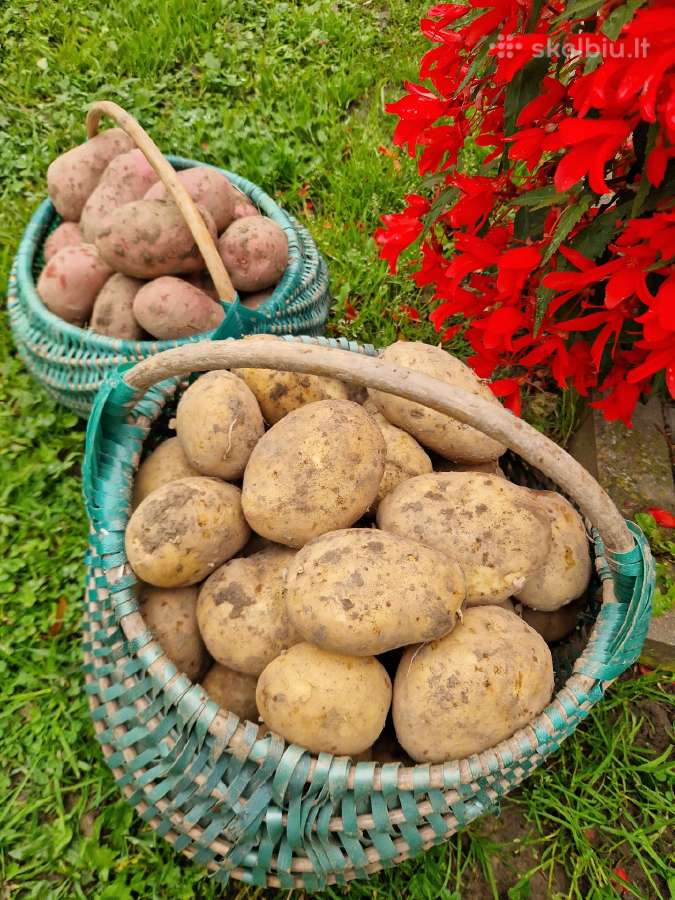 Parduodamos maistinės bulvės - nuotraukos Nr. 3