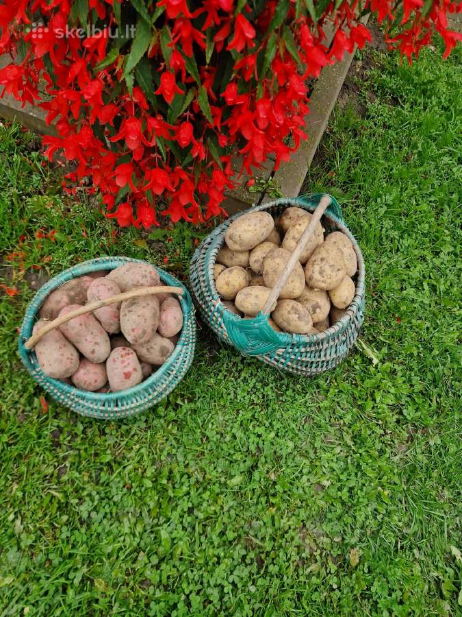 Parduodamos maistinės bulvės - nuotraukos Nr. 4