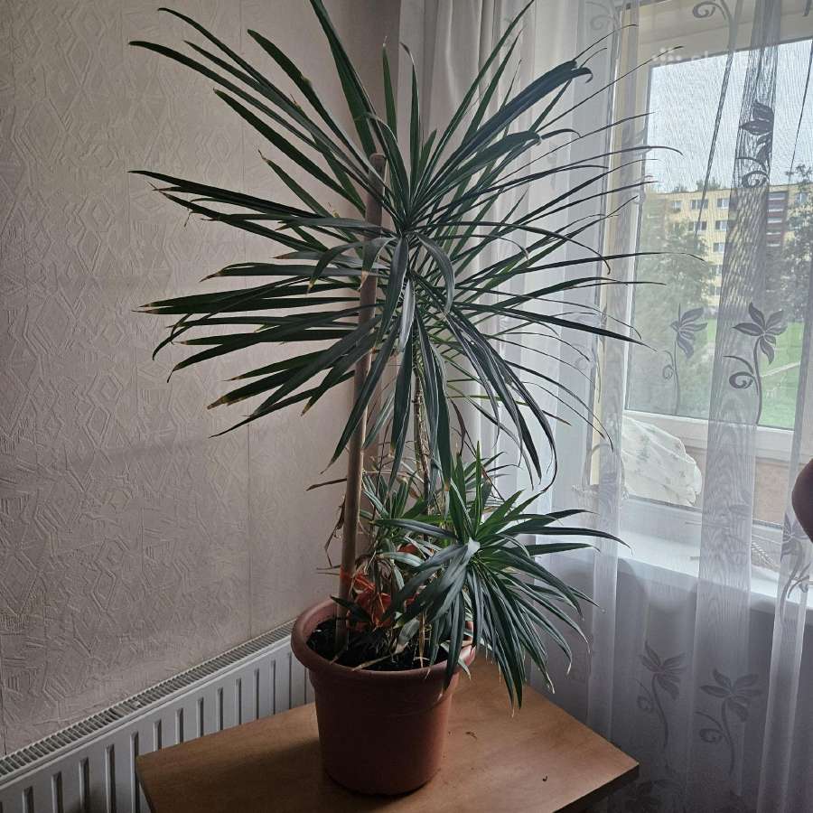 Parduodamos gėlės - nuotraukos Nr. 7