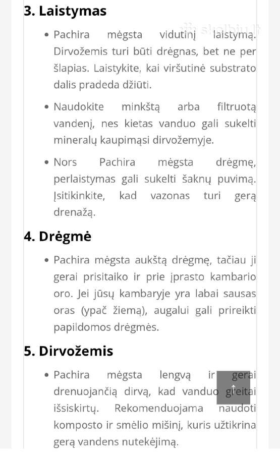 Vandeninė pachira - nuotraukos Nr. 8