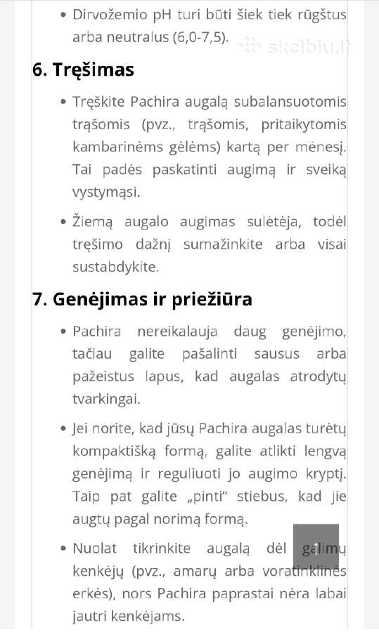 Vandeninė pachira - nuotraukos Nr. 9