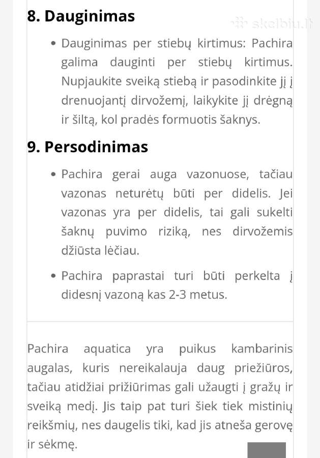 Vandeninė pachira - nuotraukos Nr. 10