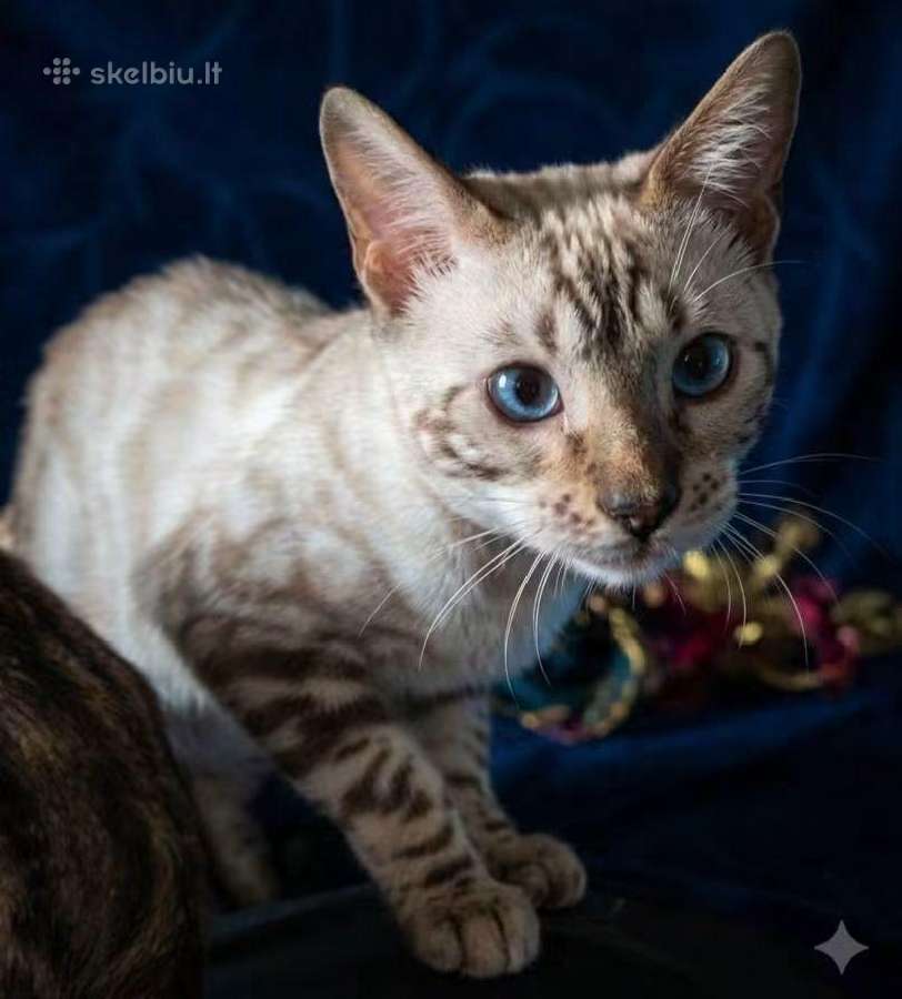 Švelnus snieginis lynx berniukas ieško savo namų! - nuotraukos Nr. 2