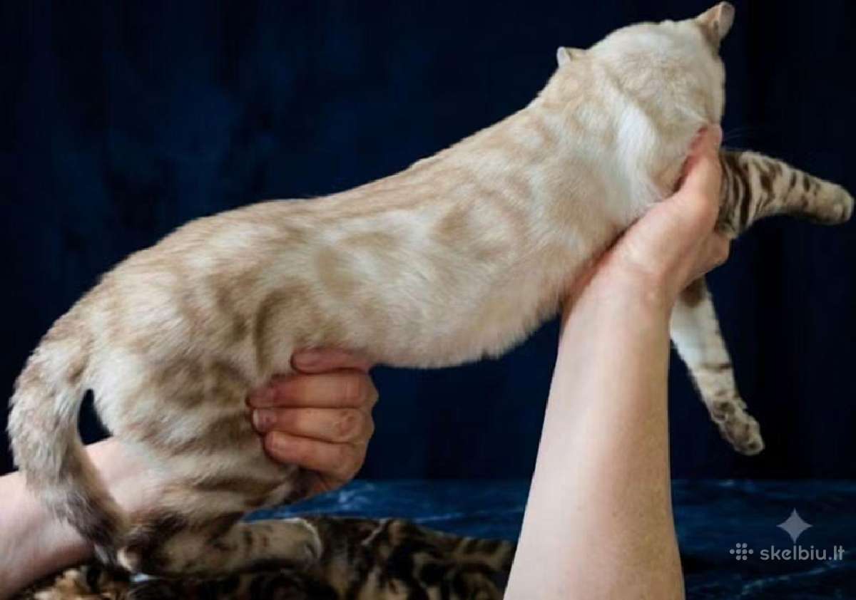 Švelnus snieginis lynx berniukas ieško savo namų! - nuotraukos Nr. 3