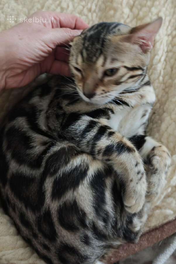 Išskirtinio grožio klasikinio rozečių rašto Bengal - nuotraukos Nr. 2
