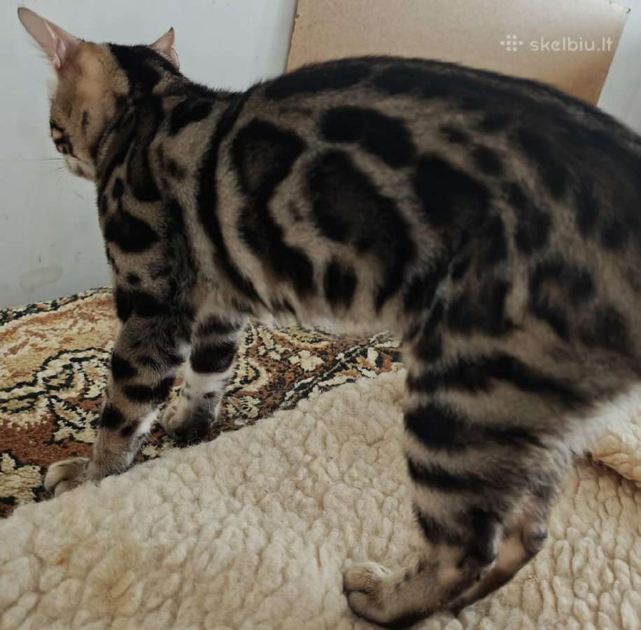 Išskirtinio grožio klasikinio rozečių rašto Bengal - nuotraukos Nr. 4