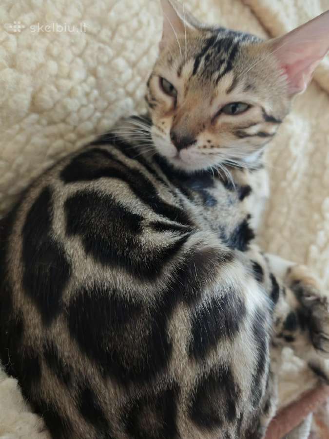 Išskirtinio grožio klasikinio rozečių rašto Bengal - nuotraukos Nr. 5