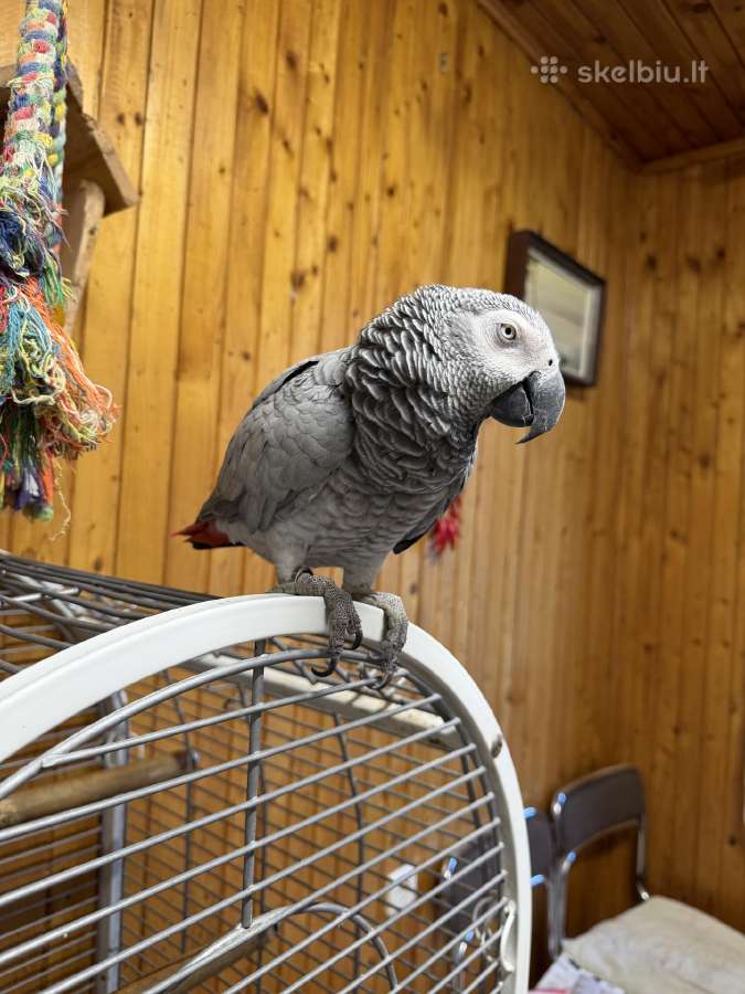 Rankinis, kalbantis Žako papūga – 3 metų. - nuotraukos Nr. 4