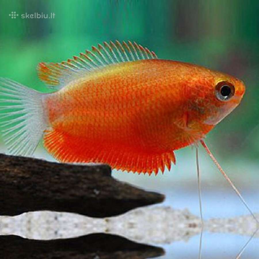 Akvariuminės žuvytės, maistelis ir įranga pigiau - nuotraukos Nr. 2