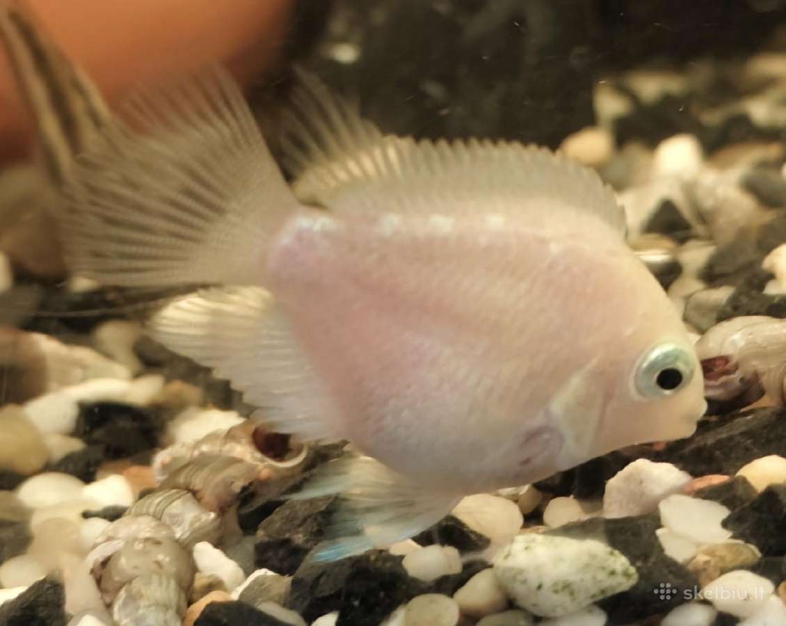 Akvariuminės žuvytės, maistelis ir įranga pigiau - nuotraukos Nr. 3
