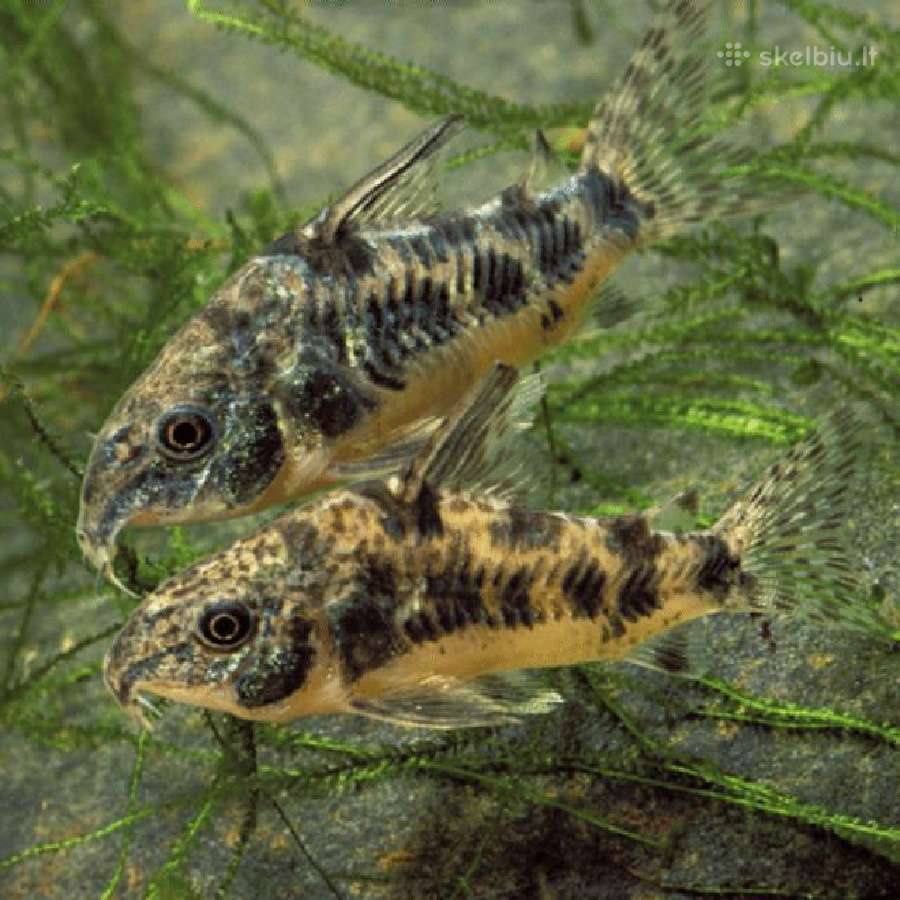 Akvariuminės žuvytės, maistelis ir įranga pigiau - nuotraukos Nr. 4