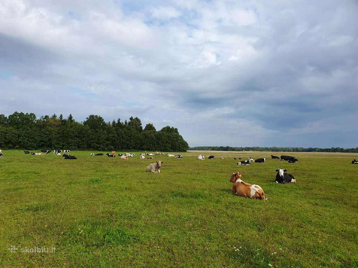 Parduodama karvių banda - nuotraukos Nr. 10