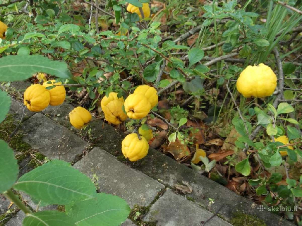 Vengrinės, kaukazinės slyvos, svarainiai - nuotraukos Nr. 4