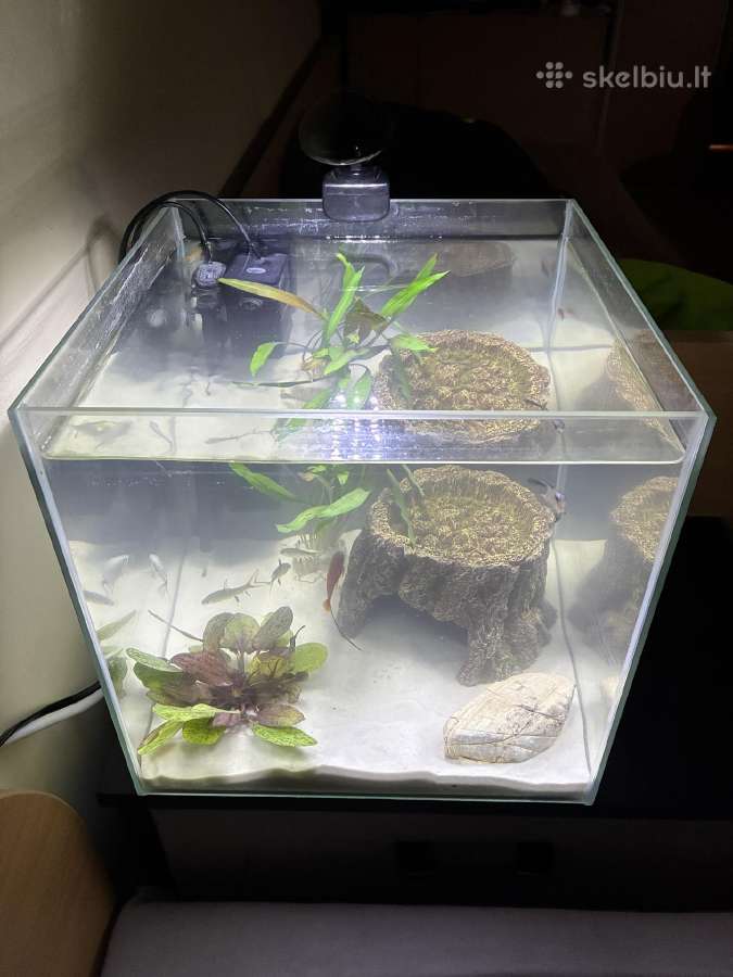 30l Akvariumas - nuotraukos Nr. 2