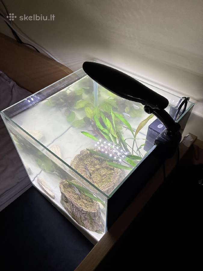 30l Akvariumas - nuotraukos Nr. 3