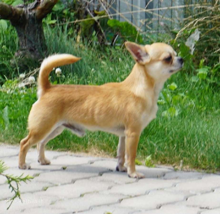 Čihuahua berniukas ir mergaite - nuotraukos Nr. 4