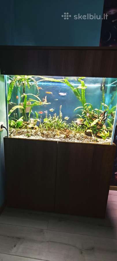Akvariumas 220l - nuotraukos Nr. 4