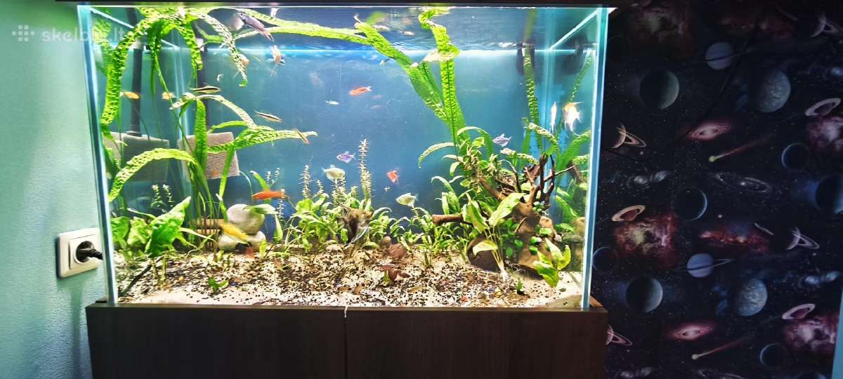 Akvariumas 220l - nuotraukos Nr. 6