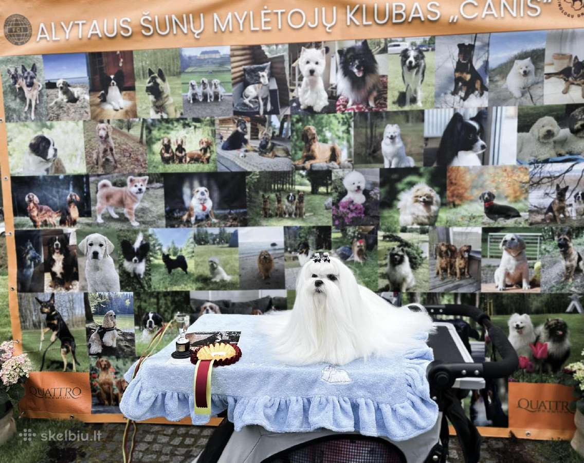 Kilmingi maltos bišonai Lkd-fci - nuotraukos Nr. 4