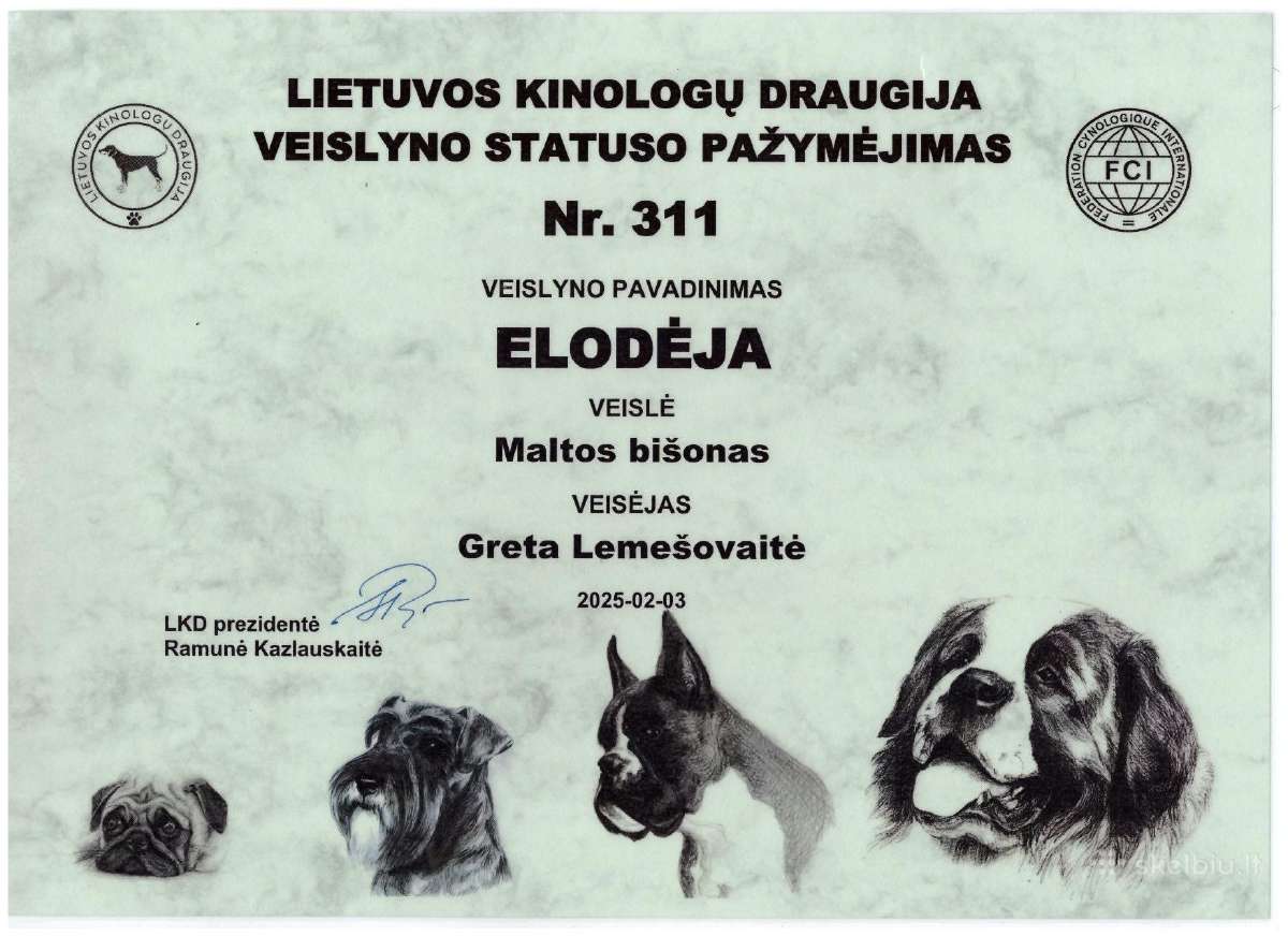 Kilmingi maltos bišonai Lkd-fci - nuotraukos Nr. 14